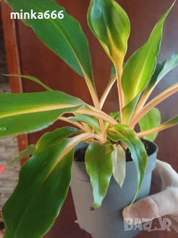 Оранжев хлорофитум, снимка 3 - Стайни растения - 53968275