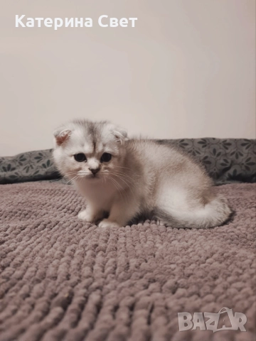 Чистокръвен шотландски клепоух, мъжко 3 месеца , снимка 7 - Британска късокосместа - 52446026