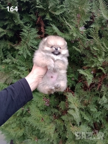 Мъжки Померани, снимка 2 - Померан - 52684765
