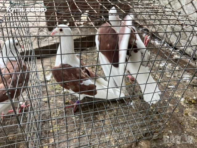 Пощи на капак гълъби , снимка 6 - Гълъби - 52455778