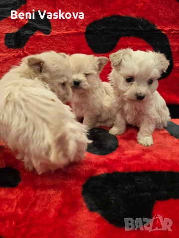 мини малтийски болонки, снимка 2 - Болонка - 53008355