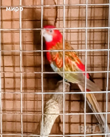 Работеща женска скорицова розела !