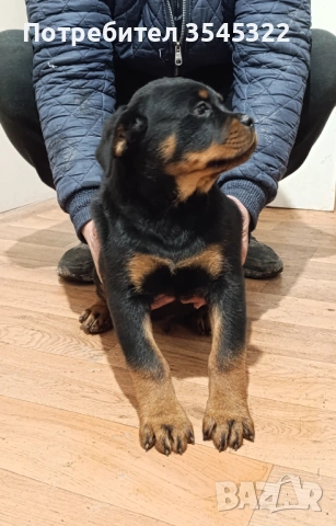 РОТВАЙЛЕР, снимка 3 - Ротвайлер - 50181422