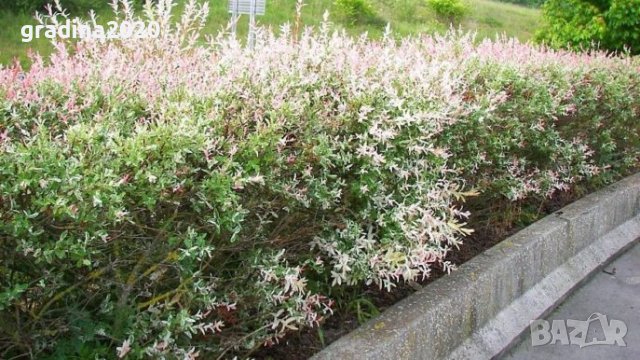 Храстовидна ,Пъстролистна японска върба / Salix Hakuro Nishiki, снимка 4 - Разсади - 40382130