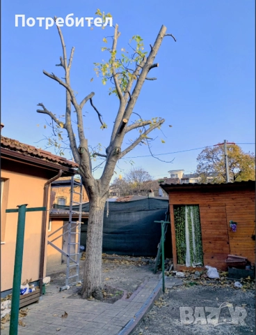 рязане на дърва за огрев и кастрене на дървета, снимка 2 - Други услуги - 51897190