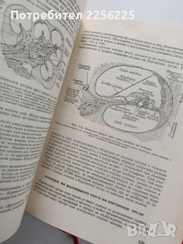 Физиология на човека, снимка 4 - Специализирана литература - 54030983