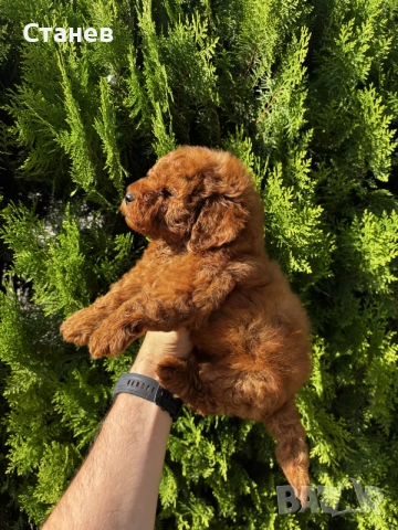Мини Пудели Момчета и Момичета / Mini Poodle Boys and Girls, снимка 2 - Померан - 55655687