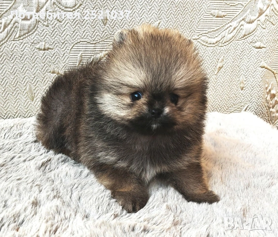 Мини померанчета момиченца и момченца, снимка 3 - Померан - 53174536