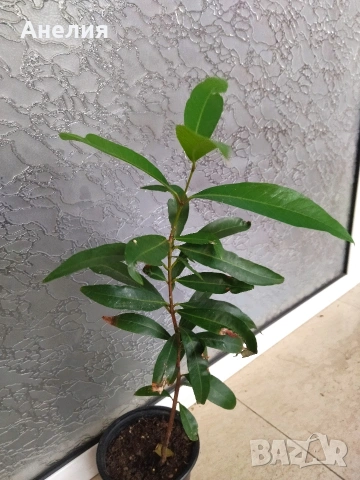 Syzignum jambos розова тропическа ябълка , снимка 3 - Стайни растения - 53333506