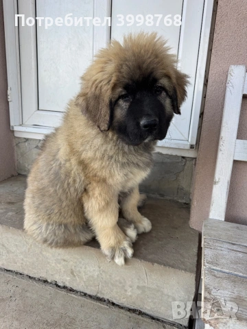 Кавказка овчарка