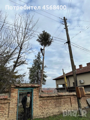 Премахване на опасни дървета , снимка 4 - Други услуги - 51406602