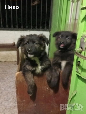 Черни немски овчарки 