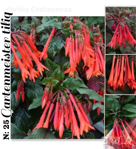 КАСКАДНА ФУКСИЯ ЦАРИЦАТА НА ЦВЕТЯТА , снимка 7 - Градински цветя и растения - 54220317