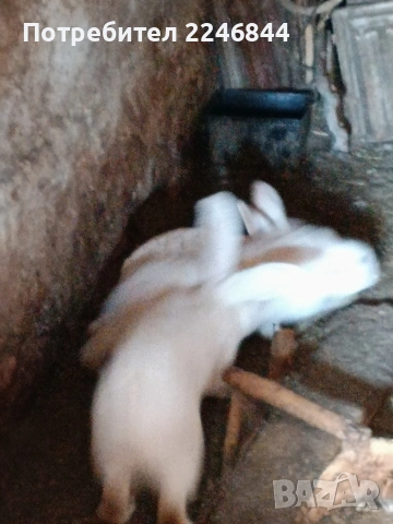 продавам зайци на възраст 5 до 6 месеца, снимка 3 - Други - 53942731