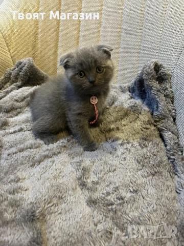 Сиво британско-шотландско момиче – социализирано и игриво, снимка 8 - Други - 54029377