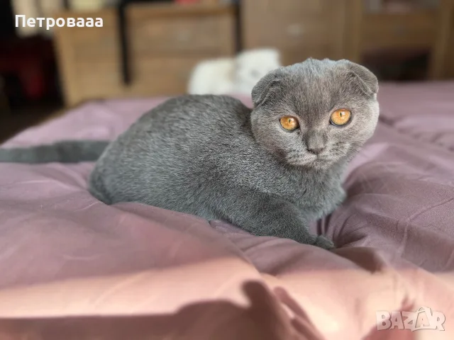 Шотландски котета 