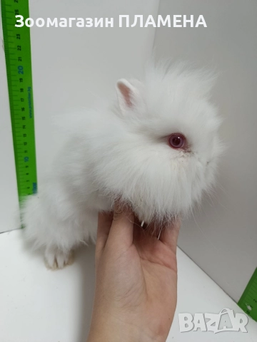 Мини зайчета 