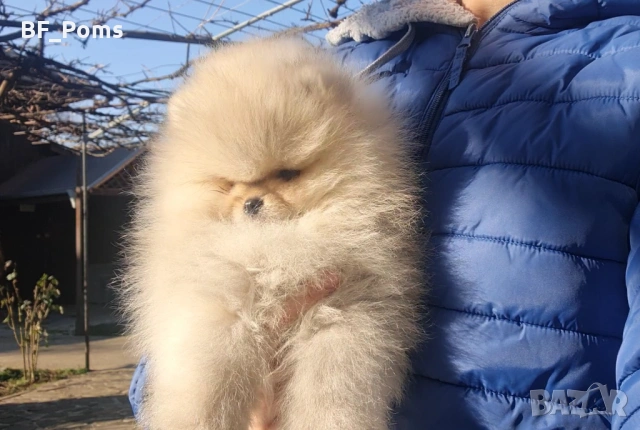 Страхотно момченце померан с родословие FCI, снимка 5 - Померан - 52918943