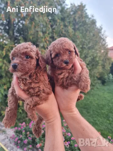 Мини пудел/Mini Poodle, снимка 3 - Пудели - 55900004