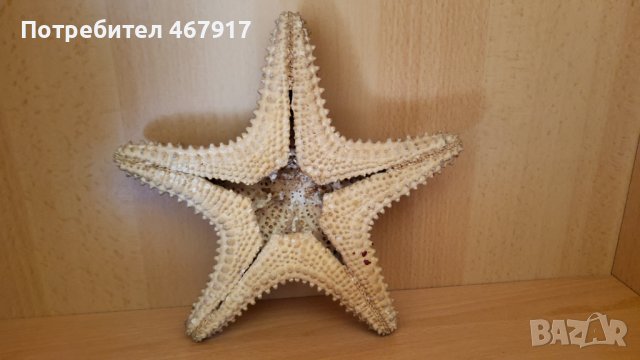 Корали от атлантическия океан, снимка 7 - Колекции - 36536114