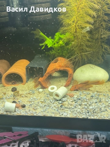 Анциструс L144 червен воал , снимка 14 - Рибки - 44500989