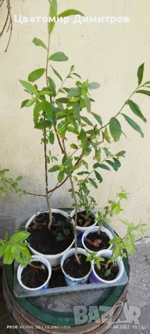 Растения в контейнер - бяла върба, нар, текома, люляк, праскова, къпини без бодли, дюля, снимка 4 - Градински цветя и растения - 49450739