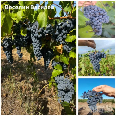 ГРОЗДЕ ЗА ВИНО И РАКИЯ 0,65€ +БЕЗПЛАТНО СМИЛАНЕ