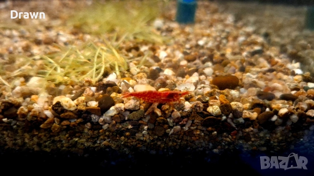 Скарида ред чери и гупи