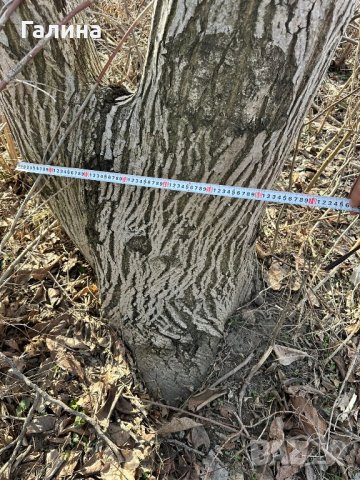 Продавам дърва орехи , снимка 8 - Други - 44178141