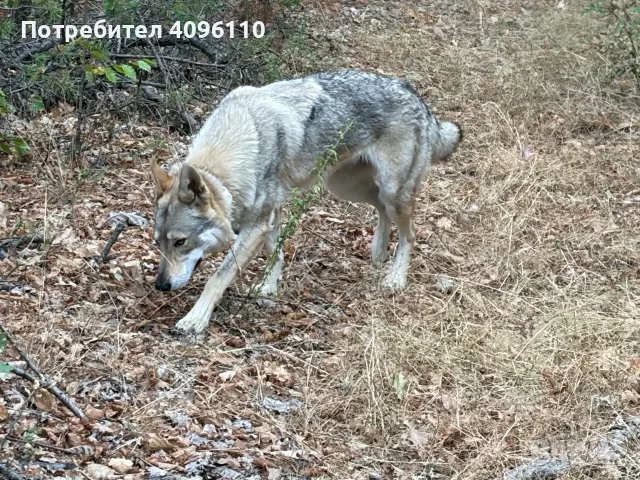 Чехословашки вълчак, снимка 2 - Други - 56381722