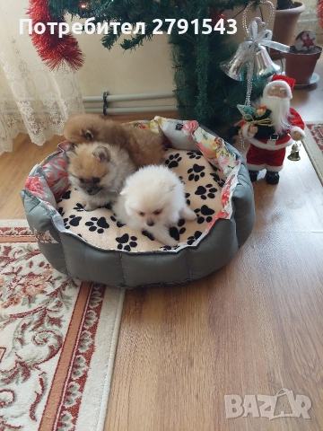 померан померанче , снимка 6 - Померан - 52876780