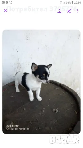 Чихуахуа ,чихупинчерчета джуджета, снимка 2 - Чихуахуа - 49982185