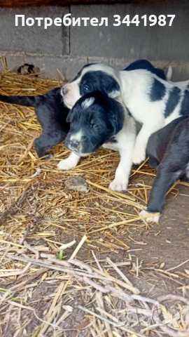 Каракачанки кучета , снимка 9 - Каракачанска овчарка - 52374828