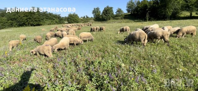 Балкански овце, снимка 2 - Овце - 37238222