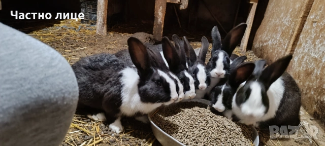 Продавам 5 женски млади холандски зайки