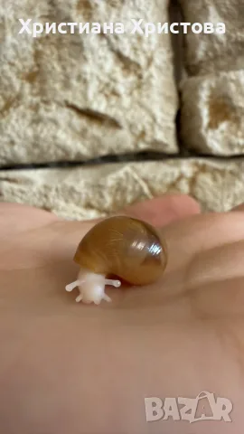 Африкански охлюви archachatina marginata ovum, снимка 3 - Други - 56474203