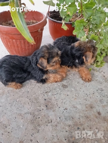 Продавам йоркита, снимка 1