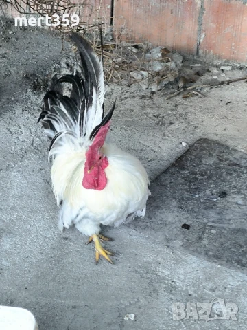  петел Шабо декоративни , снимка 5 - Кокошки и пуйки - 48935777