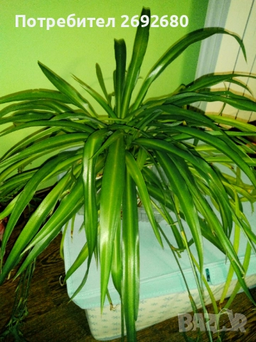 Хлорофитум/водна лилия/традесканция рео