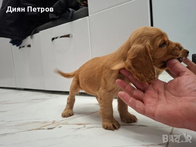 чистокръвни кокер шпаньоли, снимка 7 - Кокер шпаньол - 52878909