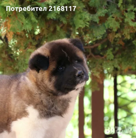 Американска акита кученца, снимка 7 - Акита - 56518340