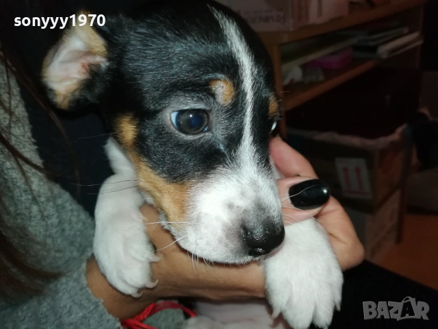 ДЖАК РЪСЕЛ БЕБЕШОЦИ 40 ДЕНА 0210251842, снимка 9 - Джак ръсел териер - 51924045