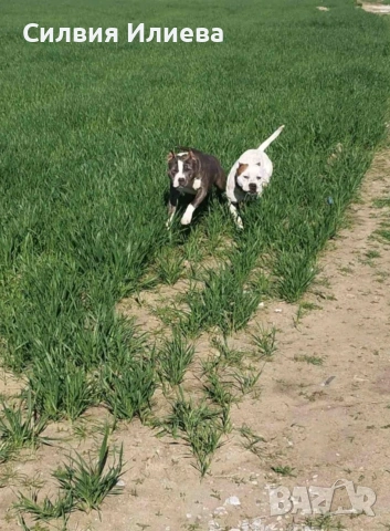 Малки бебета питбули, снимка 9 - Питбул - 53937837