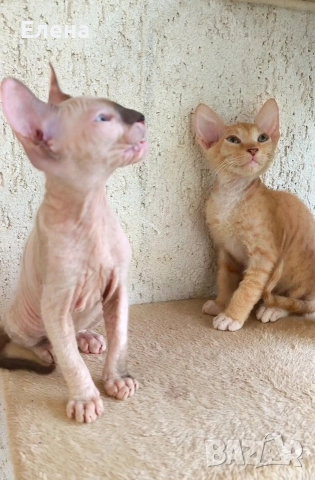 Донски сфинкс с родословие, снимка 2 - Сфинксове - 52185858