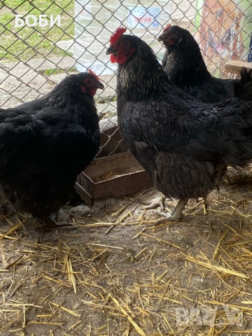 Ярки домашни, снимка 4 - Кокошки и пуйки - 53923544