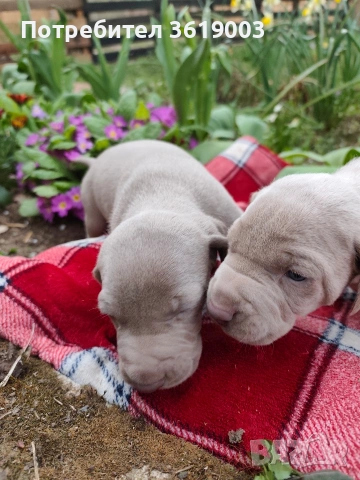 Ваймаранери 