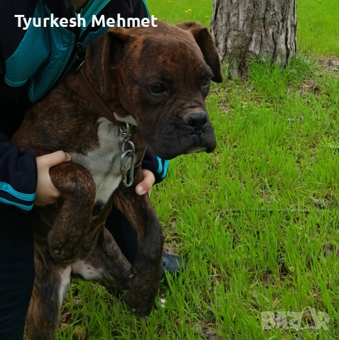 тигров боксер........., снимка 2 - Боксер - 52887353