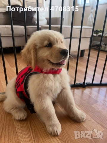 Голдън ретривър момче  карамел ваксина