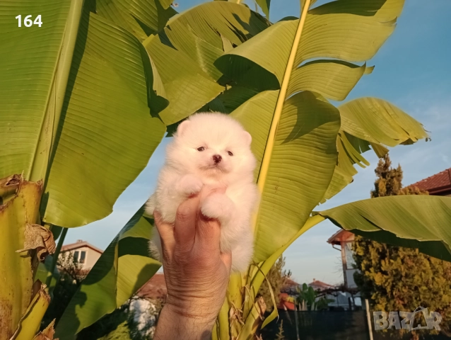 Померани. Реални снимки от 10.12.25 г. , снимка 7 - Померан - 52688511