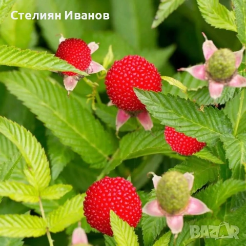 Ягодомалина (Rubus illecebrosus) - растения в контейнери, снимка 3 - Градински цветя и растения - 54017701